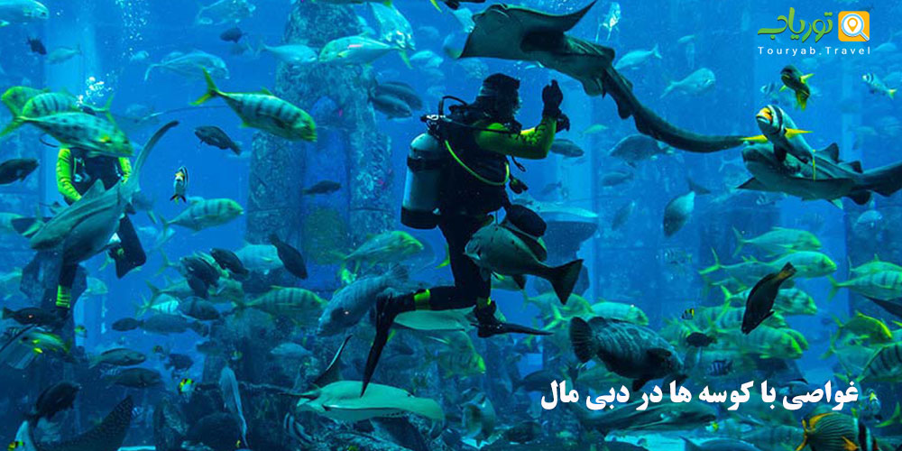 غواصی با کوسه ها دبی مال(شنا،هیجان و ترس)