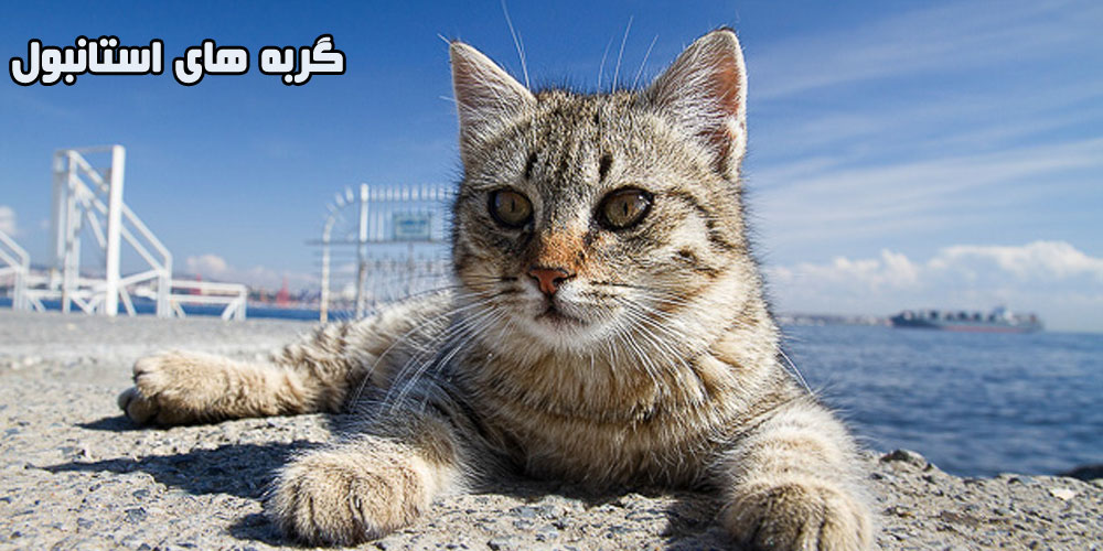 گربه های استانبول