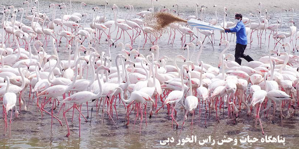 پناهگاه حیات وحش راس الخور دبی